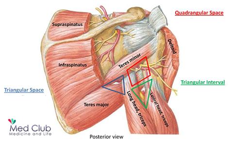 The Anatomical Spaces betwwen Scapula and Humerus ( Triangular and Quadrangular ) - Med Club