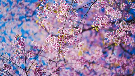 Spring Flowers 4K Wallpapers | HD Wallpapers | ID #30296