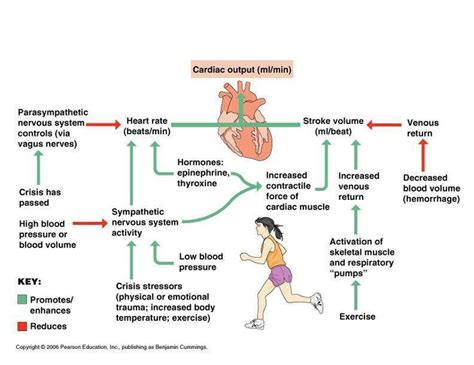 17 Best images about Exercise Phys for Cardiac Patients on Pinterest ...