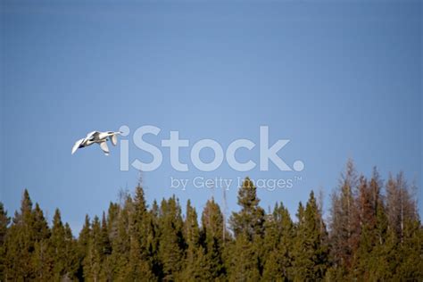 Swans In Flight Stock Photo | Royalty-Free | FreeImages