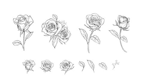 Line Drawing Flowers Rose | Best Flower Site