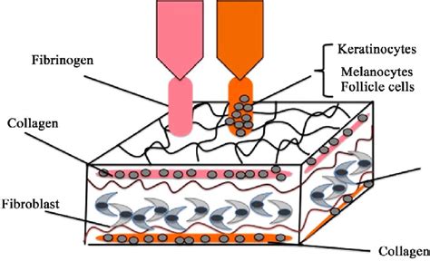 Skin bioprinting for functional skin. | Download Scientific Diagram