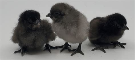 Day Old Chick Identification – Meyer Hatchery