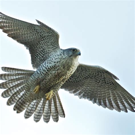 Gyrfalcon Size