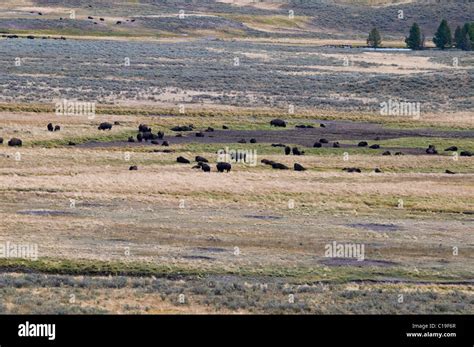 Buffalo ,Bison Herds,on Western Loop,Grazing on Yellowstone River ...