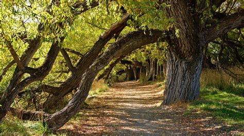 Open Arts Forum | Grove of Trees Under Which We Are Side by Side, Shape of the