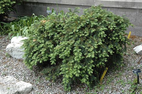 Dwarf Japanese Plum Yew (Cephalotaxus harringtonia 'Nana') in Issaquah ...