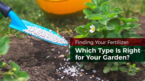 Garden Fertilizer Types | Fasci Garden