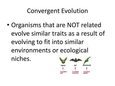 PPT - Homologous Vs. Analogous Structures PowerPoint Presentation - ID:2285403