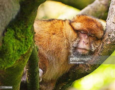 964 Monkey Sleeping Stock Photos, High-Res Pictures, and Images - Getty ...