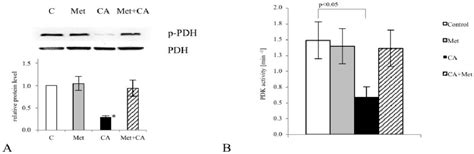 Figure 2 from Caffeic Acid Targets AMPK Signaling and Regulates Tricarboxylic Acid Cycle ...