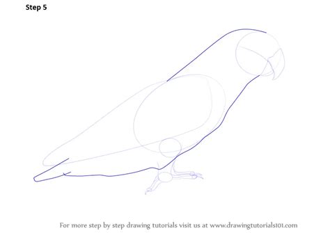 How to Draw Love Birds (Birds) Step by Step | DrawingTutorials101.com