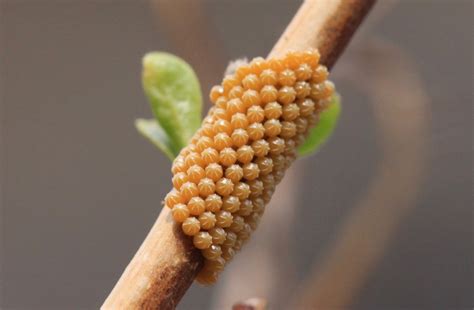 Butterfly Eggs: Life Cycle, Laying, Hatching, Identification, & More