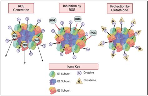 IJMS | Free Full-Text | The α-Ketoglutarate Dehydrogenase Complex as a ...