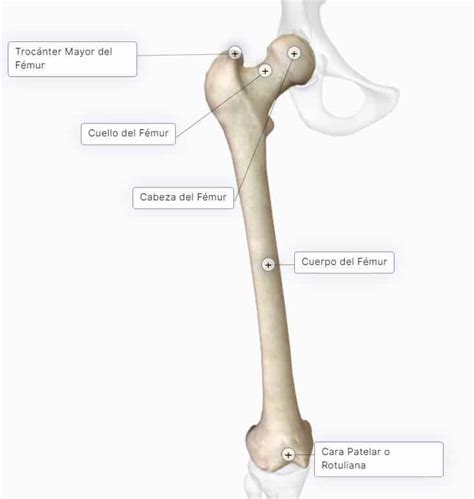 Sintético 94+ Foto El Femur Es Un Hueso Largo Corto O Plano Cena Hermosa