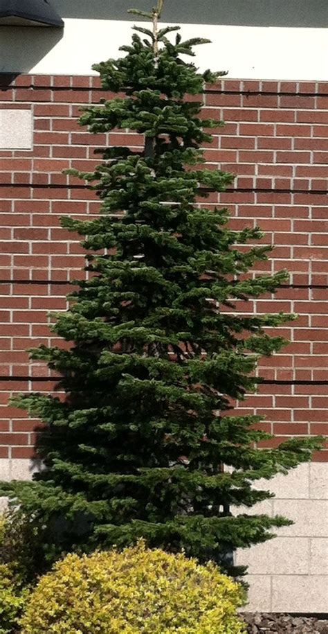 Dwarf Alpine Fir Tree | The Landscape... | Pinterest