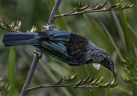 The Tui Bird | Peter Barrien Photography