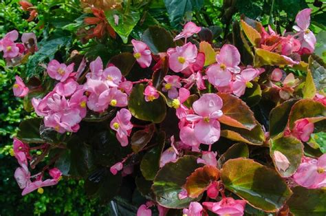 How to grow begonias: begonia care guide (pruning, growing, propagating...)