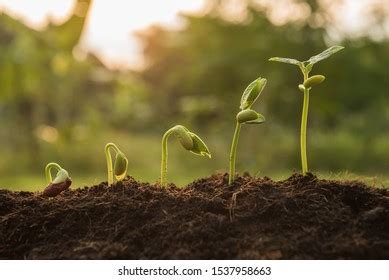 Horticulture Photos and Images | Shutterstock