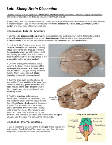 Lab - Sheep Brain Dissection (word)