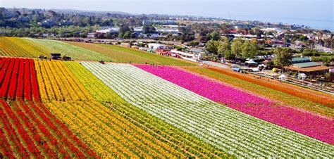 Your guide to Carlsbad Flower Fields | FOX 5 San Diego