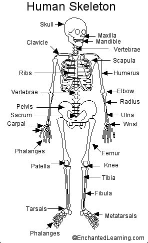 Human Skeleton Printout - EnchantedLearning.com