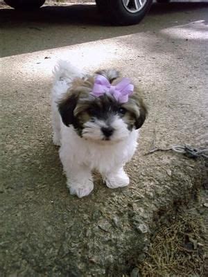 My Maltese Havanese puppy Miley loves everyone and has to always be the center of attention. She ...