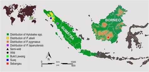 Geographical location of study sites in Borneo and Sumatra. For more... | Download Scientific ...