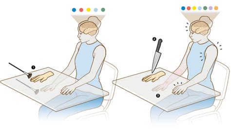 Infographic: The Rubber-Hand Illusion | The Scientist Magazine®