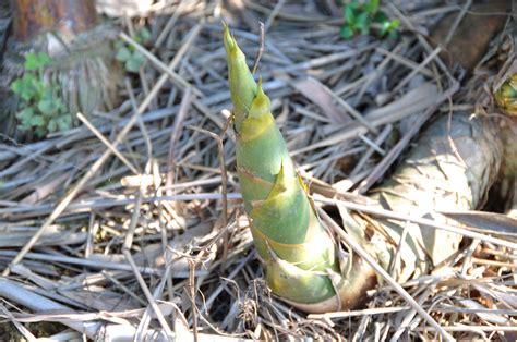 File:Thorny Bamboo.jpg - Wikimedia Commons