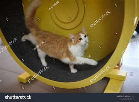 217 Cat Running Wheel Images, Stock Photos & Vectors | Shutterstock