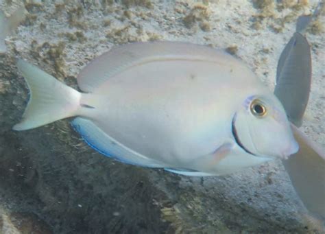 Surgeonfish – Sea Stuff