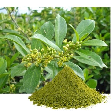 Gymnema Leaf Powder Manufacturers Wholesale Bulk Suppliers in USA - Medikonda Nutrients