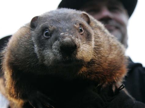 Groundhog Day is a big party in Punxsutawney - Business Insider