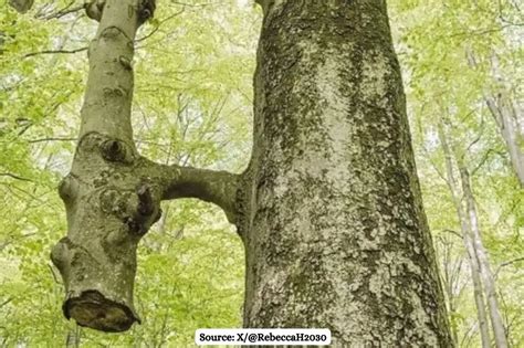 Inosculation process where two separate trees grow together