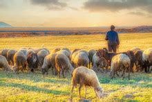 Shepherd And Sheep Free Stock Photo - Public Domain Pictures