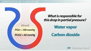 Gas Exchange | Overview, Partial Pressure & Calculation - Lesson | Study.com