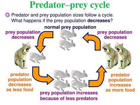 Predator vs prey and predator populations change - menscredit