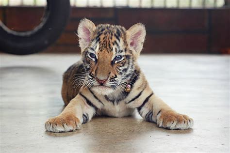 Tiger Cub Pictures, Images and Stock Photos - iStock