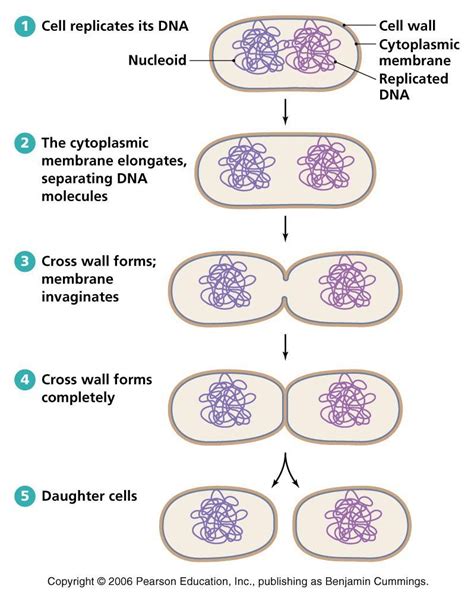 Biology Pictures: Binary Fission in Bacteria | Prokaryotes, Biology notes, Cells project