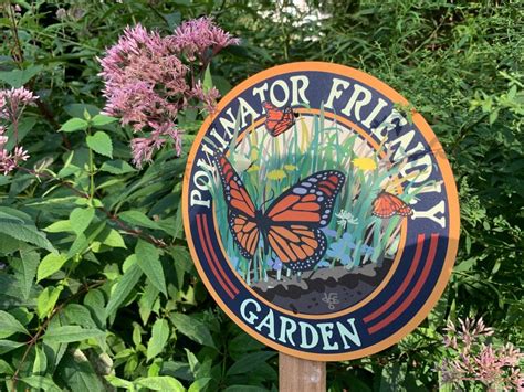 Larval Host Plants for Butterflies & Moths – EcoBeneficial®