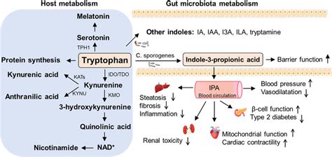 Tryptophan metabolites. Shown are metabolic pathways for tryptophan and ...