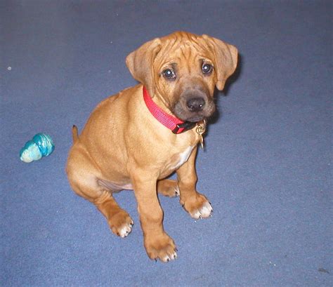 Rhodesian Ridgeback Puppies Photos