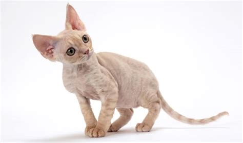 Devon Rex Cat Breed - Cats In Care