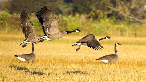Canadian Geese Migration/ Kanadische Gänse/ Kanadyjskie gęsi migracja SOUND EFFECTS - YouTube