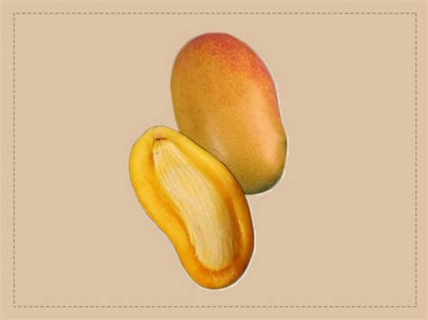 8 Surprising Health Benefits Of Mango Seeds - Boldsky.com