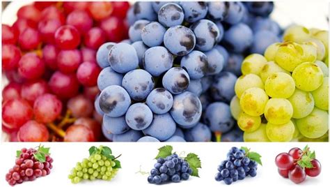 10 Most Popular Variety of Grapes Grown in India