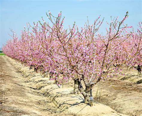 California Blossom Trail - California Grown