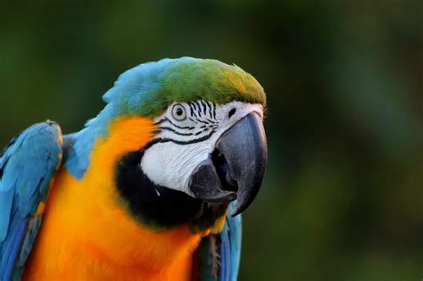 Amazon Rainforest Birds: Species List & Top 10 - Rainforest Cruises