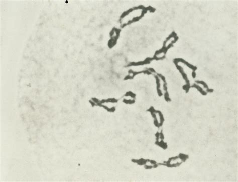 PLNT 3140 Introductory Cytogenetics - Making Sense of Meiosis